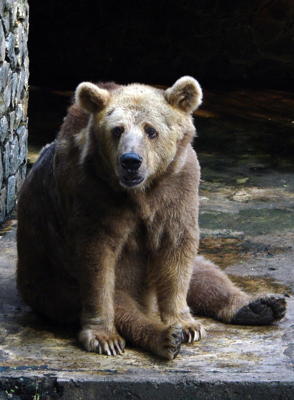 Brown Bear Syrian Ursus arctos dehiwala