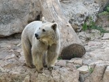Brown Bear Syrian Ursus arctos rocks