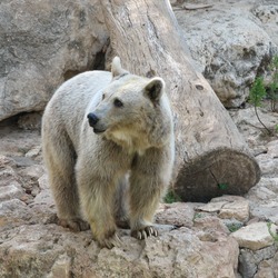 Brown Bear Syrian Ursus arctos rocks