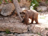 Brown Bear Syrian Ursus arctos