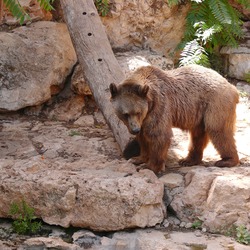 Brown Bear Syrian Ursus arctos