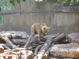 Brown Bear Photo Gallery