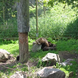 Brown Bear Tired Ursus arctos