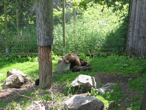 Brown Bear Tired Ursus arctos