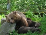 Brown Bear Tired sleeping Ursus arctos