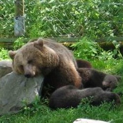 Brown Bear Tired sleeping Ursus arctos