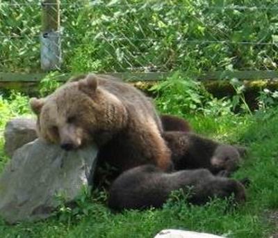 Brown Bear Tired sleeping Ursus arctos