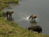 Brown Bear Two Cubs Kodiak