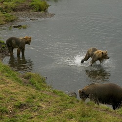 Brown Bear Two Cubs Kodiak