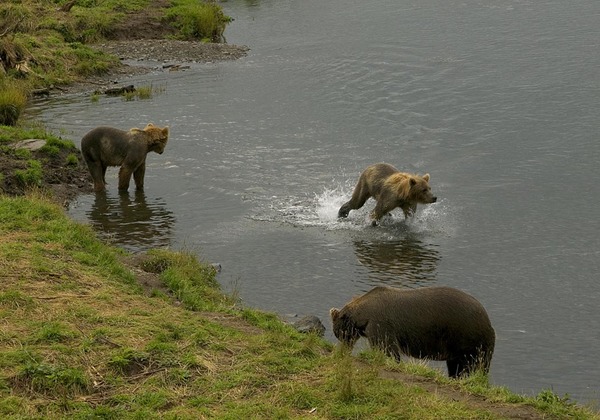 Brown Bear Two Cubs Kodiak