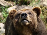 Brown Bear Photo Gallery