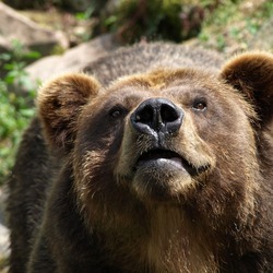 Brown Bear Ursus Grizzly arctos