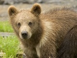 Brown Bear Ursus arctos Cubs