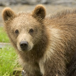 Brown Bear Ursus arctos Cubs