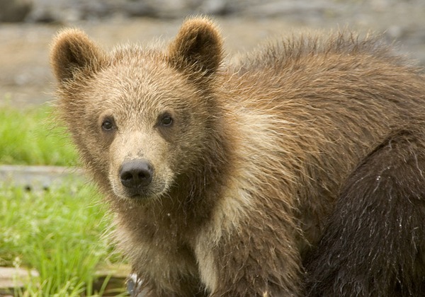 Brown Bear Ursus arctos Cubs