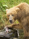 Brown Bear Ursus arctos Feeding Salmon (2)