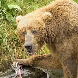 Brown Bear Ursus arctos Feeding Salmon (2)