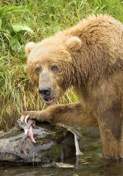 Brown Bear Ursus arctos Feeding Salmon (2)
