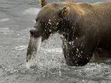 Brown Bear Ursus arctos Feeding Salmon