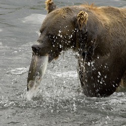 Brown Bear Ursus arctos Feeding Salmon