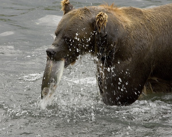 Brown Bear Ursus arctos Feeding Salmon