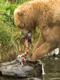 Brown Bear Ursus arctos Feeding on Salmon