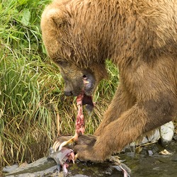 Brown Bear Ursus arctos Feeding on Salmon