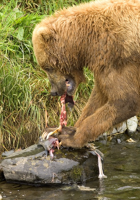 Brown Bear Ursus arctos Feeding on Salmon