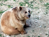 Brown Bear Ursus arctos Montpellier zoo