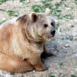 Brown Bear Ursus arctos Montpellier zoo