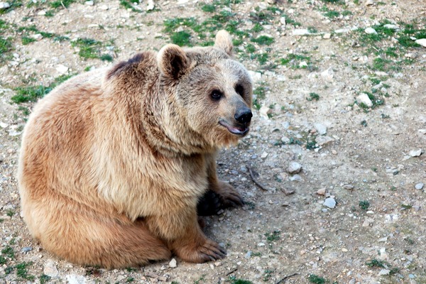 Brown Bear Ursus arctos Montpellier zoo