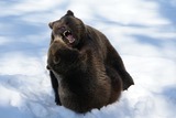 Brown Bear Photo Gallery