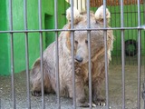 Brown Bear Ursus arctos Perm Zoo