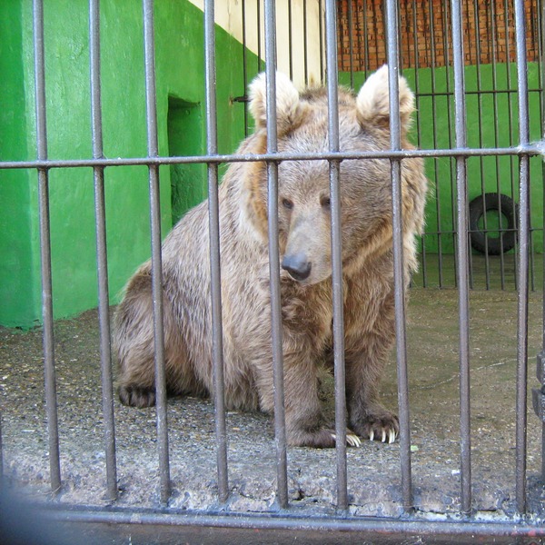 Brown Bear Ursus arctos Perm Zoo