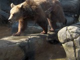 Brown Bear Ursus arctos Skansen spring wild