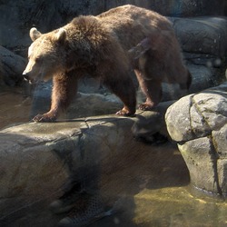 Brown Bear Ursus arctos Skansen spring wild