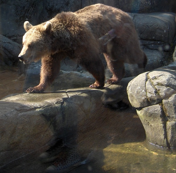 Brown Bear Ursus arctos Skansen spring wild