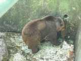 Brown Bear Ursus arctos Zagreb Zoo