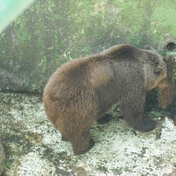 Brown Bear Ursus arctos Zagreb Zoo