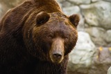 Brown Bear Photo Gallery