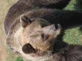 Brown Bear Ursus arctos horribilis portrait