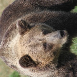 Brown Bear Ursus arctos horribilis portrait