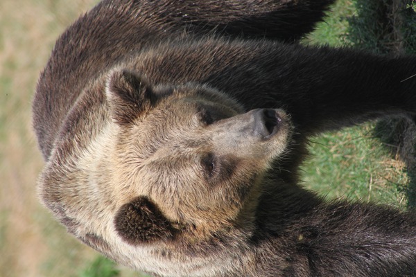 Brown Bear Ursus arctos horribilis portrait