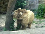 Brown Bear Ursus arctos isabellinus Oso