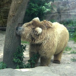 Brown Bear Ursus arctos isabellinus Oso