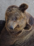 Brown Bear Ursus arctos lasiotus Beijing Zoo