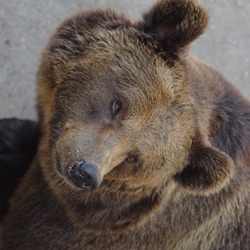 Brown Bear Ursus arctos lasiotus Beijing Zoo