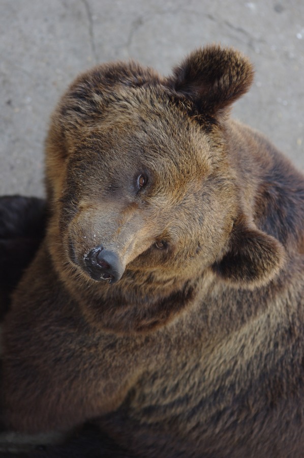 Brown Bear Ursus arctos lasiotus Beijing Zoo