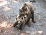 Brown Bear Ursus arctos mating