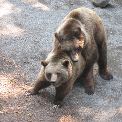 Brown Bear Ursus arctos mating